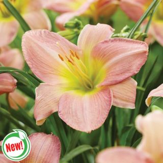 Catherine Woodbury Daylily Thumbnail